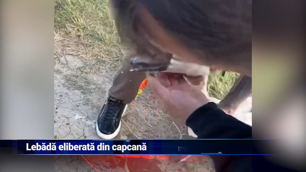 Lebăda eliberată din capcană