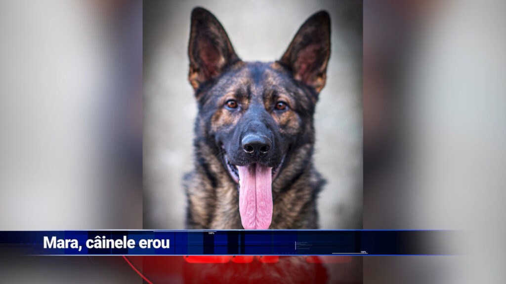 Mara, câinele erou