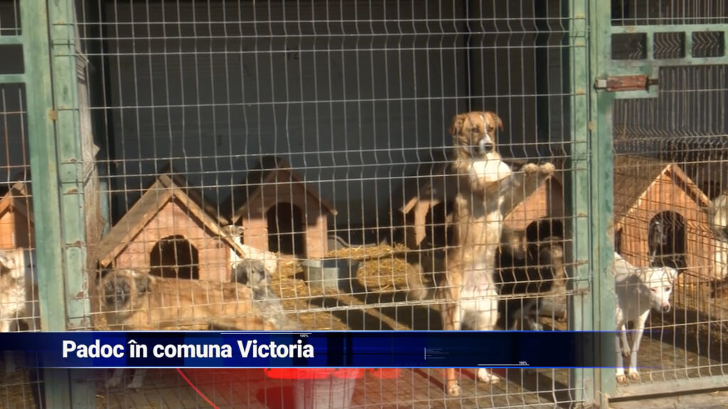 Padoc în comună Victoria