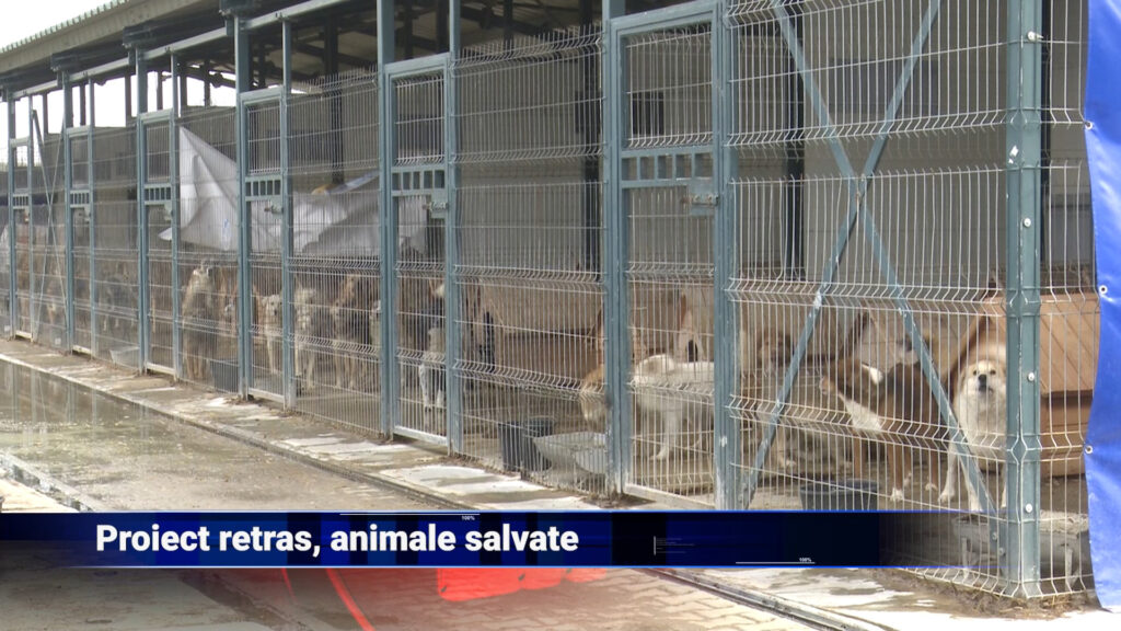 Proiect retras, animale salvate