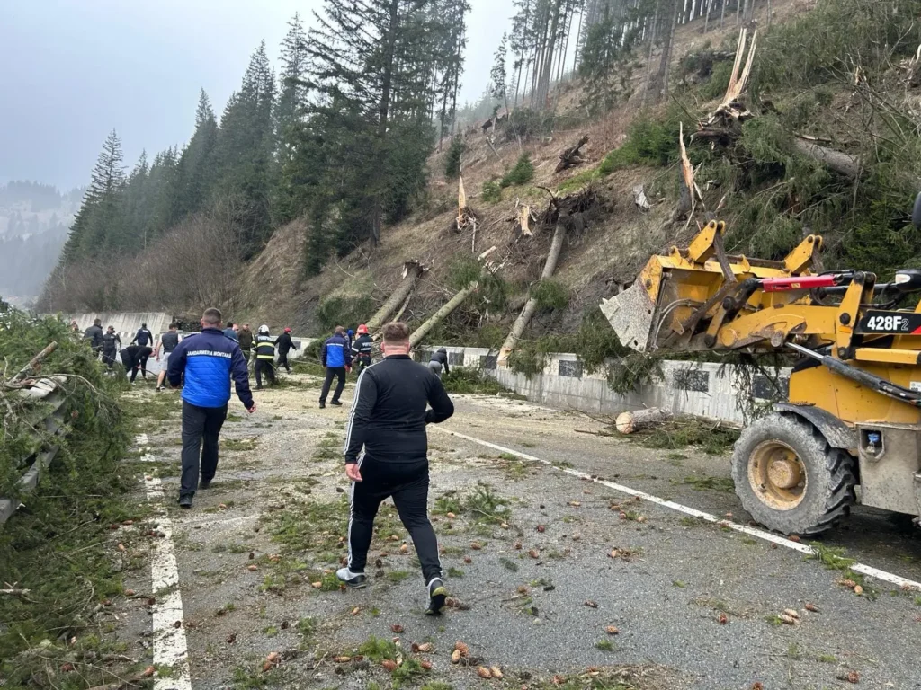 Arbori doborâți de vântul puternic în județele Neamț și Suceava