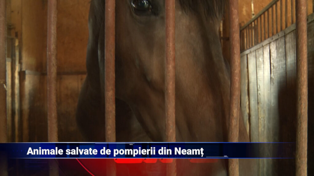 Animale salvate de pompierii din Neamț