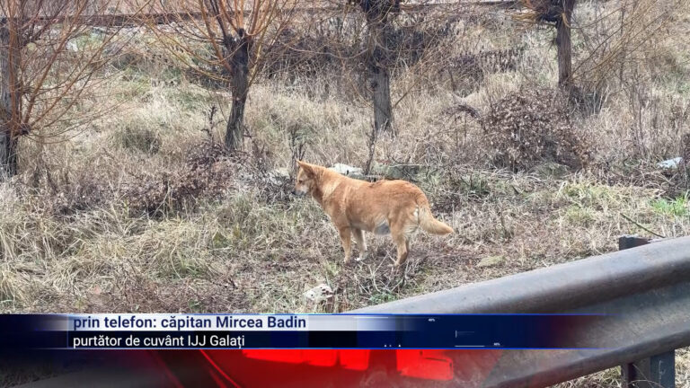 Atacate de o haită de câini