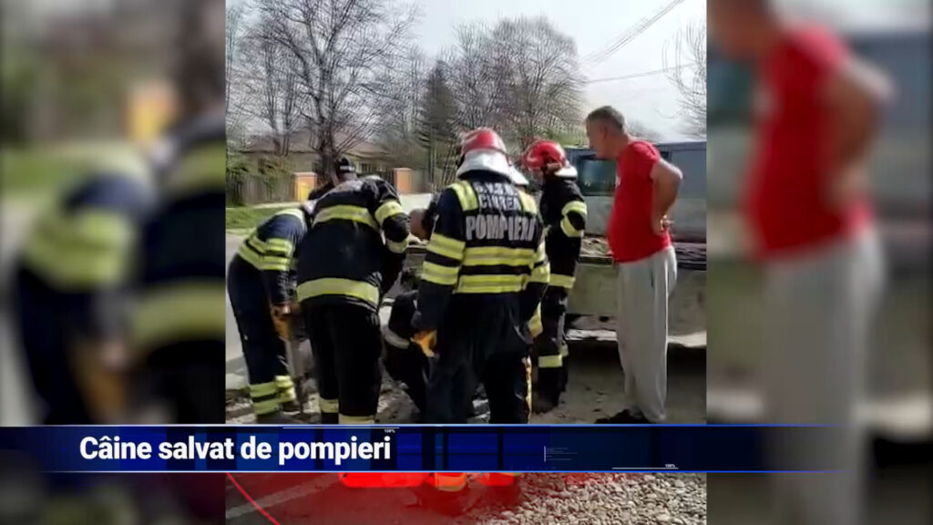 Câine salvat de pompieri