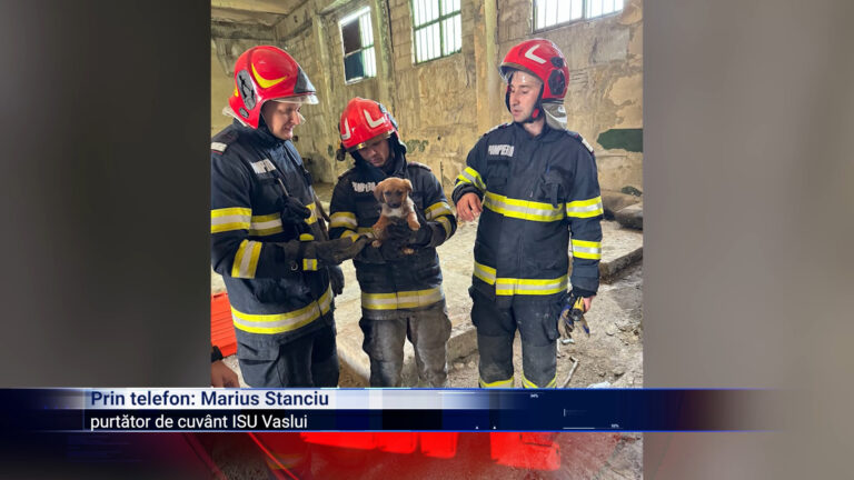 Câine salvat dintre ziduri