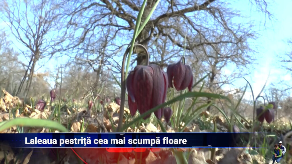 Laleaua pestriță, cea mai scumpă floare