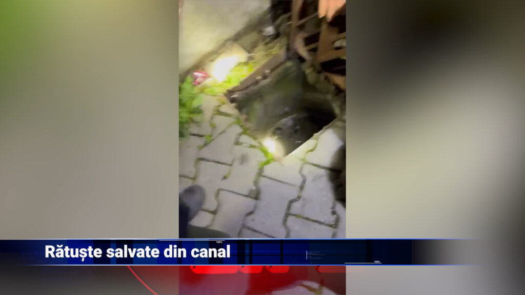 Rățuște salvate din canal