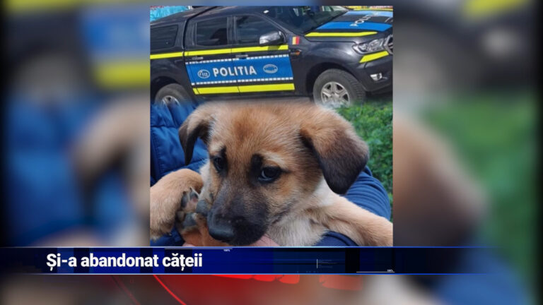 Și-a abandonat cățeii
