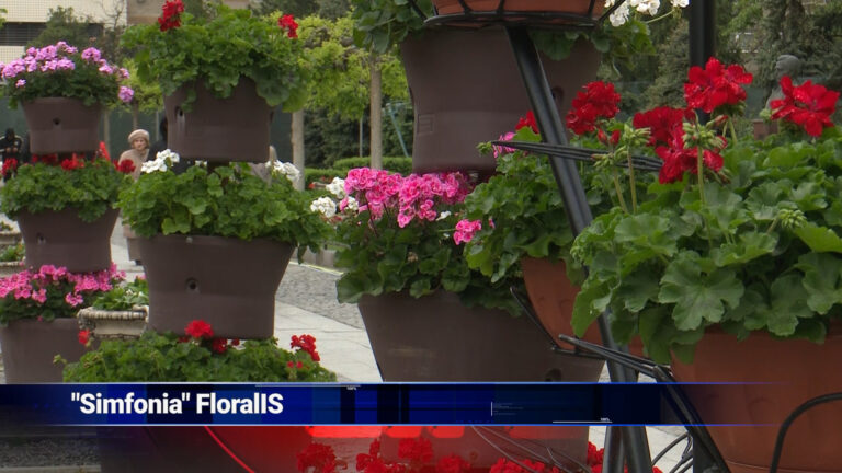 „Simfonia” Florală
