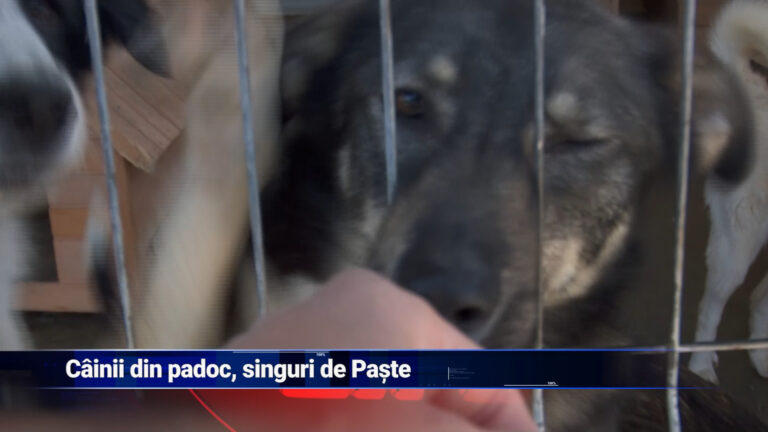 Câini abandonați de Paște