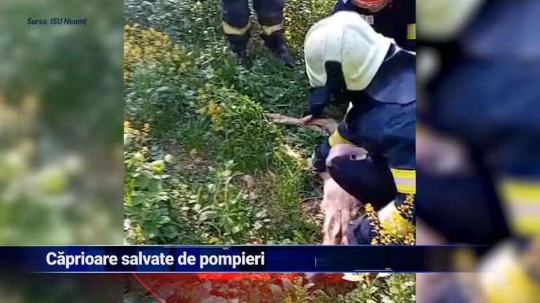 Caprioare salvate de pompieri