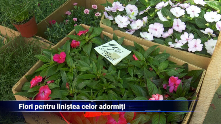 Flori pentru liniștea celor adormiți