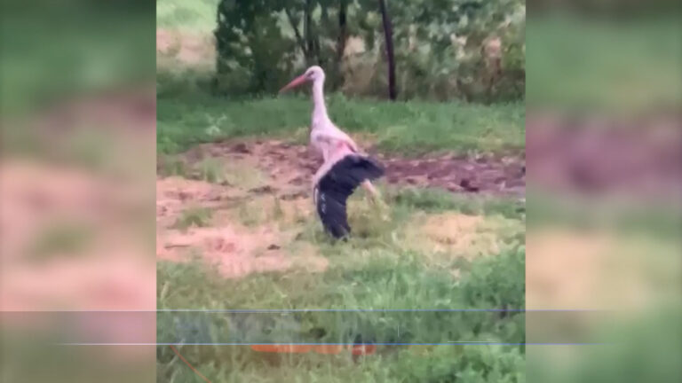 Barza cu aripa ruptă