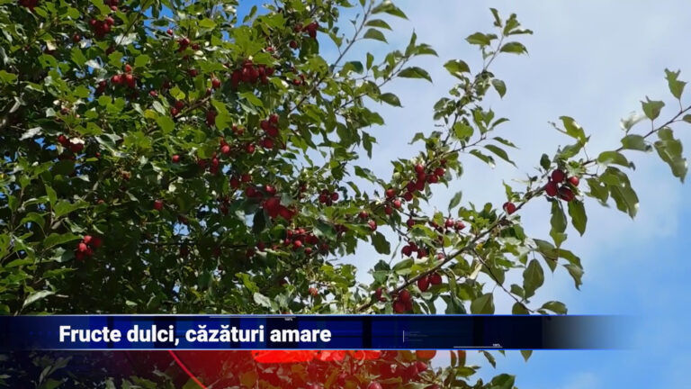 Fructe dulci, căzături amare