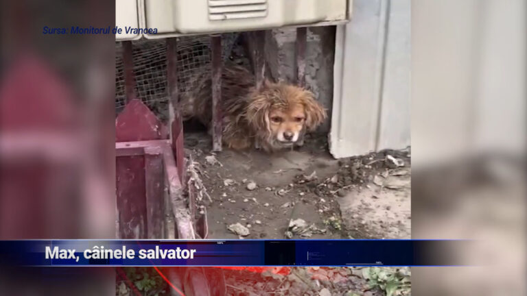 Max, Câinele Salvator