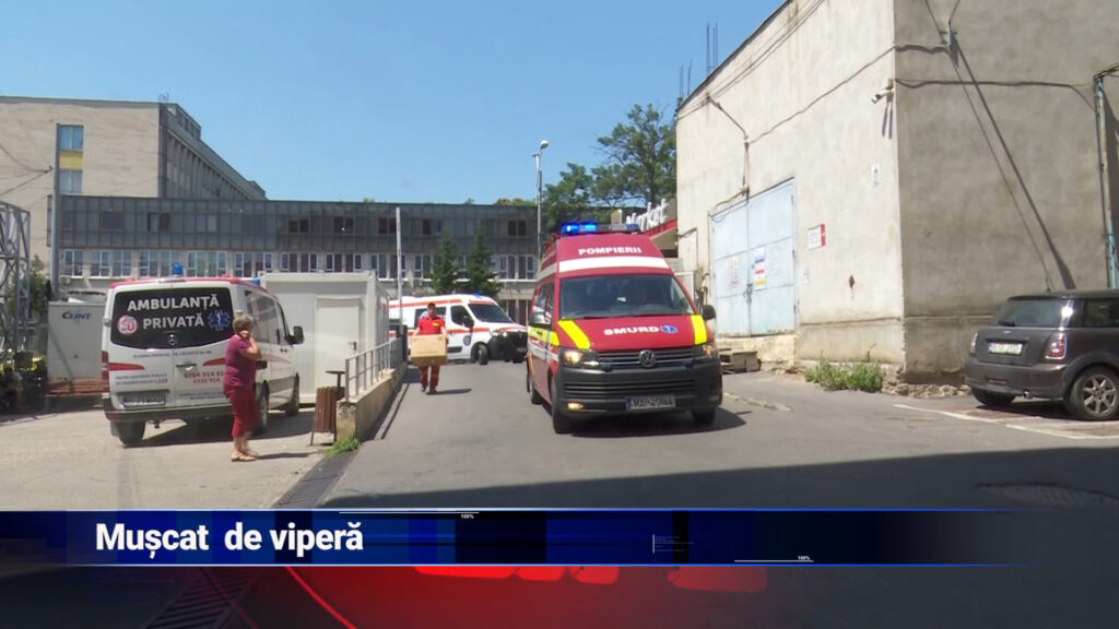Mușcat de viperă