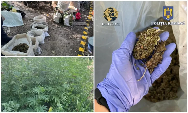 VIDEO. Bărbat din Suceava reținut după ce și-ar transformat curtea din spate într-o plantație de canabis