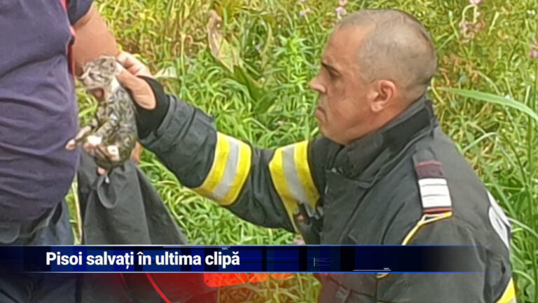 Pisoi salvați în ultima clipă