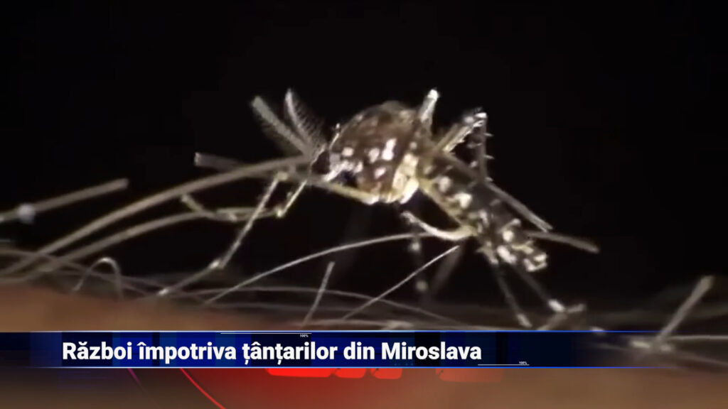 Război împotriva țânțarilor din Miroslava