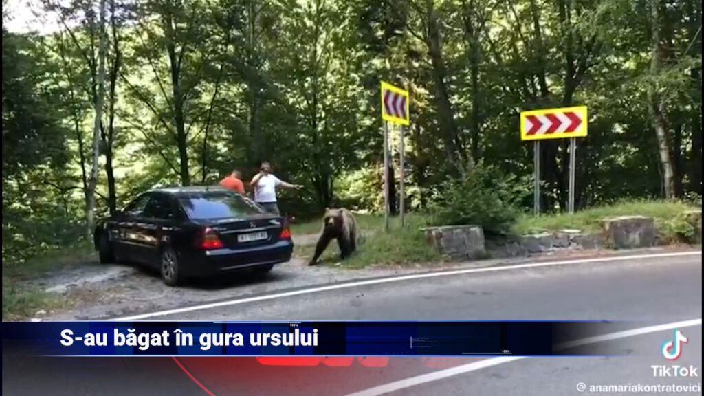 S-au băgat în gura ursului