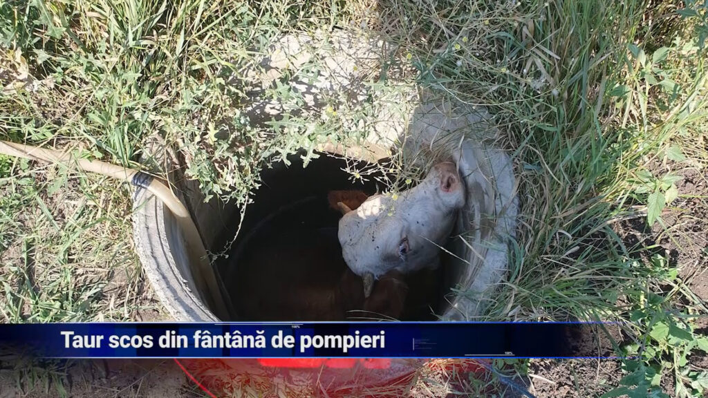 Taur scos din fântână de pompieri