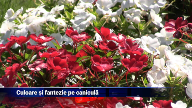 Culoare și fantezie pe caniculă