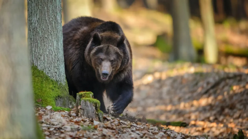 O tânără de 19 ani din Iași a fost ucisă de un urs în Valea Prahovei. Animalul i-a atacat și pe salvatori