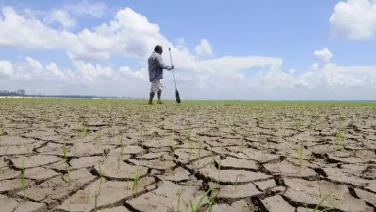 Când vor veni despăgubirile pentru fermieri Secetă și despăgubiri