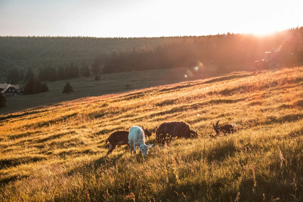 Peste 763.000 de animale au murit în Coreea de Sud din cauza celui mai lung val de căldură înregistrat