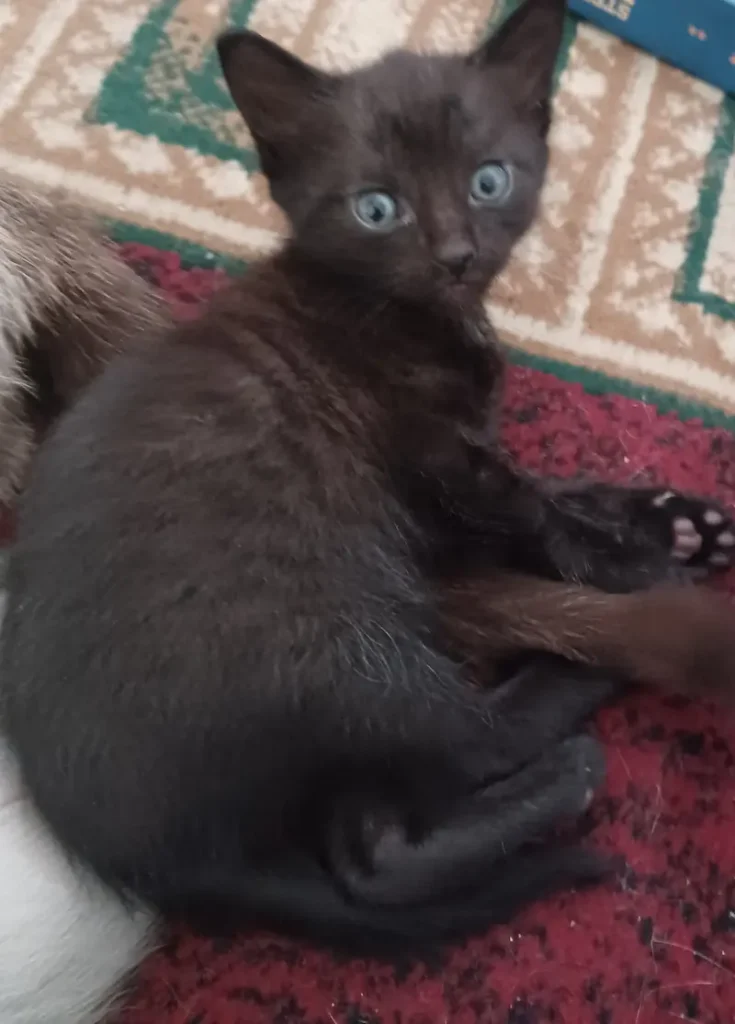 pisoi