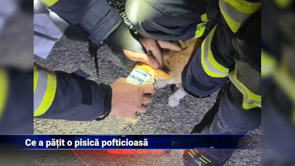 Ce a pățit o pisică pofticioasă