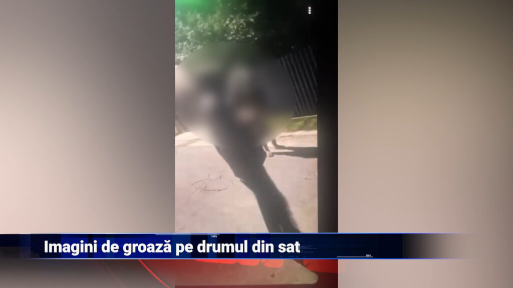 Imagini de groază pe drumul din sat