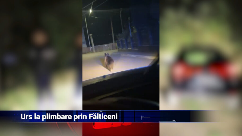 Urs la plimbare prin Fălticeni
