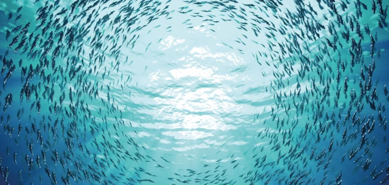 Un fenomen în ocean ne distruge lumea