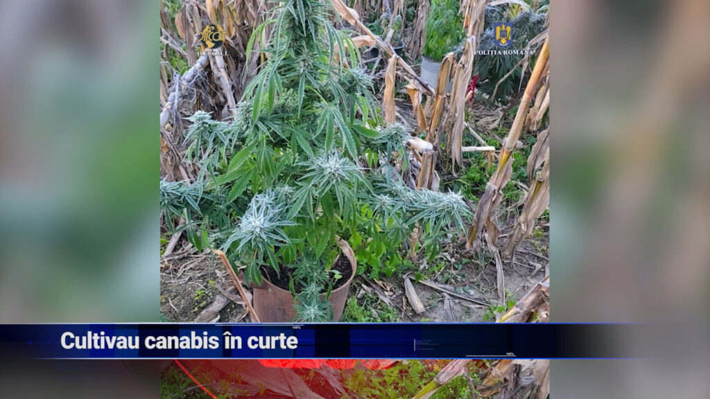 Cultivau canabis în curte