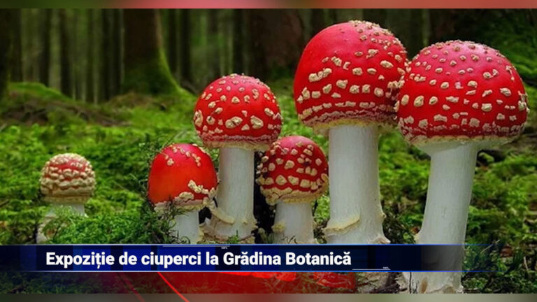 Expoziție de ciuperci la Grădina Botanică