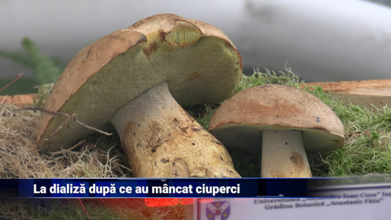La dializă, după ce au mâncat ciuperci