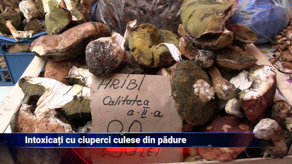 Intoxicați cu ciuperci culese din pădure
