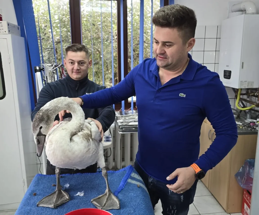 VIDEO. Jandarmii suceveni au salvat o lebădă epuizată