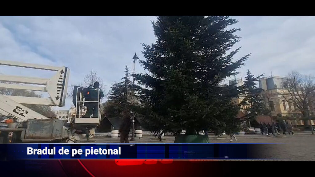 Bradul de pe pietonal
