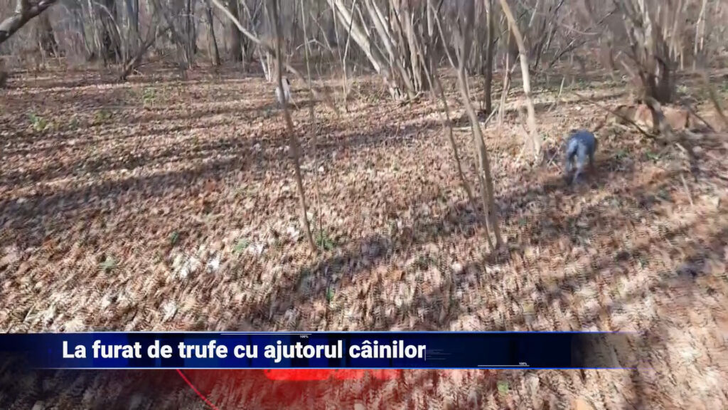 La furat de trufe cu ajutorul câinilor