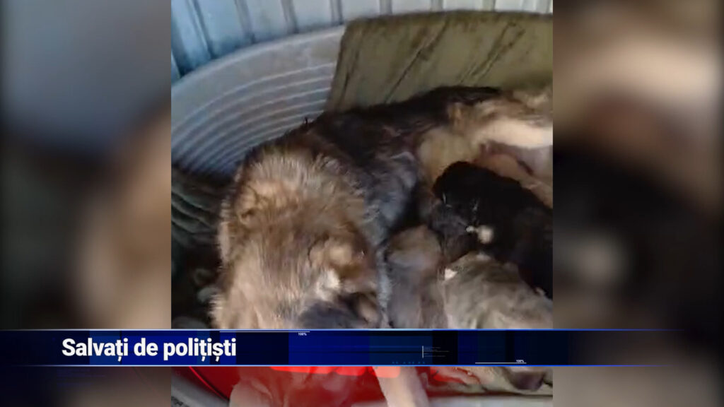 Salvați de polițiști