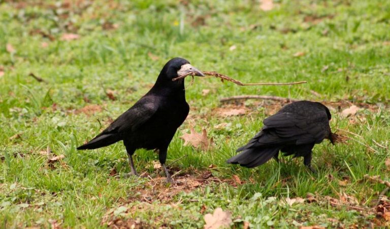 Ciorile, păsări deștepte și ranchiunoase