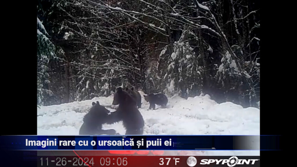 Imagini rare cu o ursoaică și puii ei
