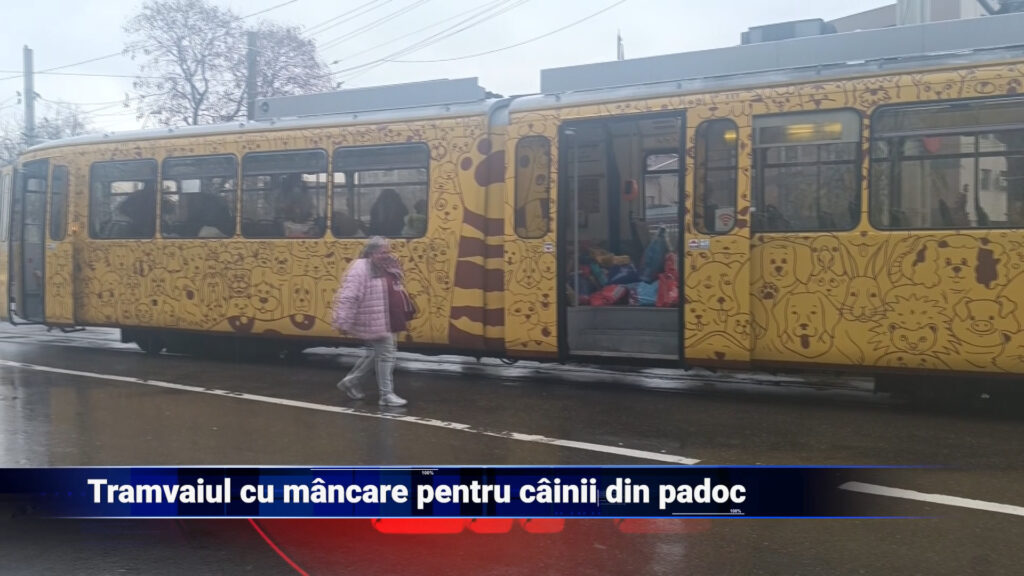 Tramvaiul cu mâncare pentru câinii din padoc