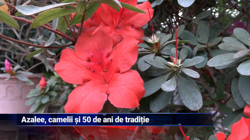 Azalee, camelii și 50 de ani de tradiție