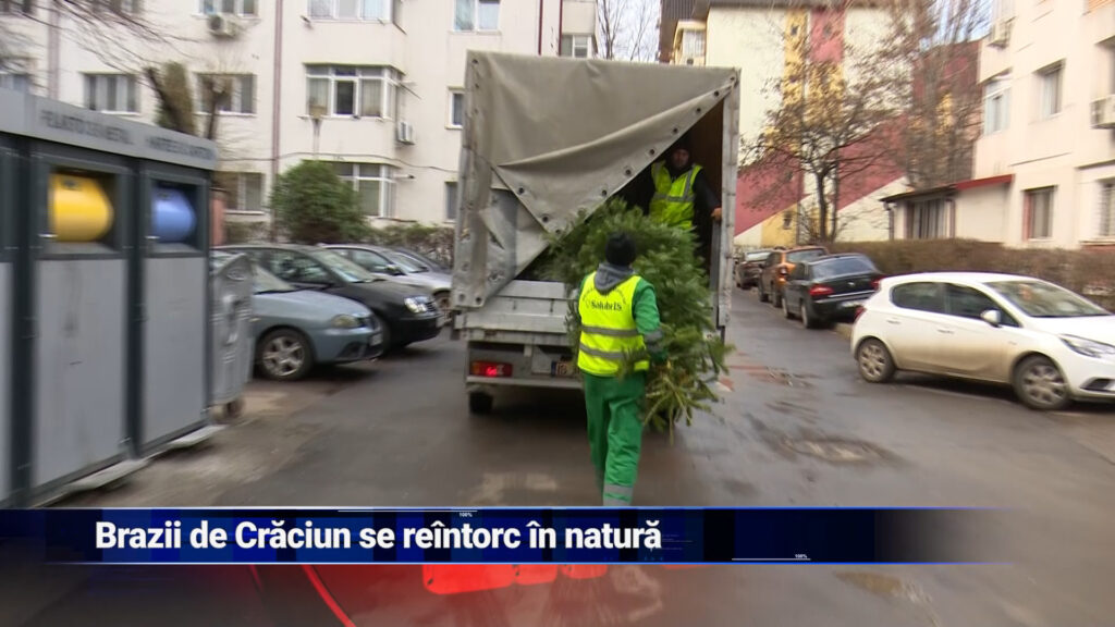 Brazii de Crăciun se întorc în natură