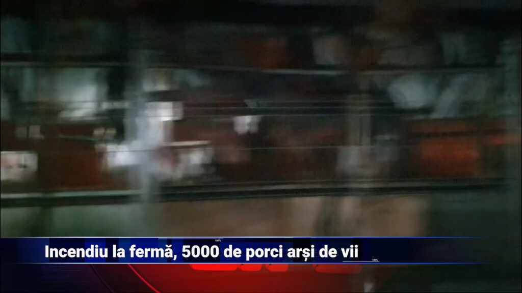 Incendiu la fermă, 5000 de porci arși de vii