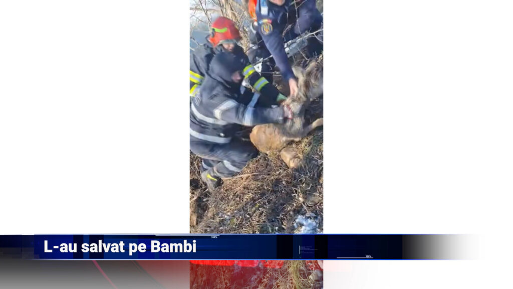 L-au salvat pe Bambi