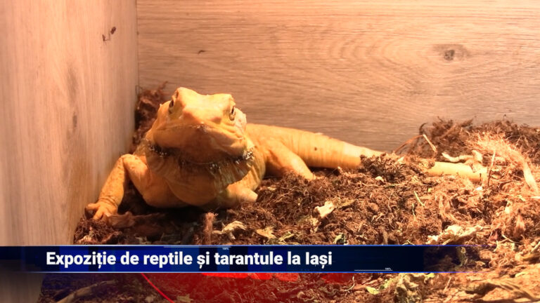 Expoziție de reptile și tarantule la Iași